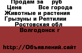 Продам за 50 руб. › Цена ­ 50 - Все города Животные и растения » Грызуны и Рептилии   . Ростовская обл.,Волгодонск г.